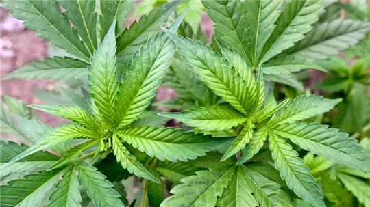 Die Ampel-Koalition will Cannabis mit genauen Regeln legalisieren.