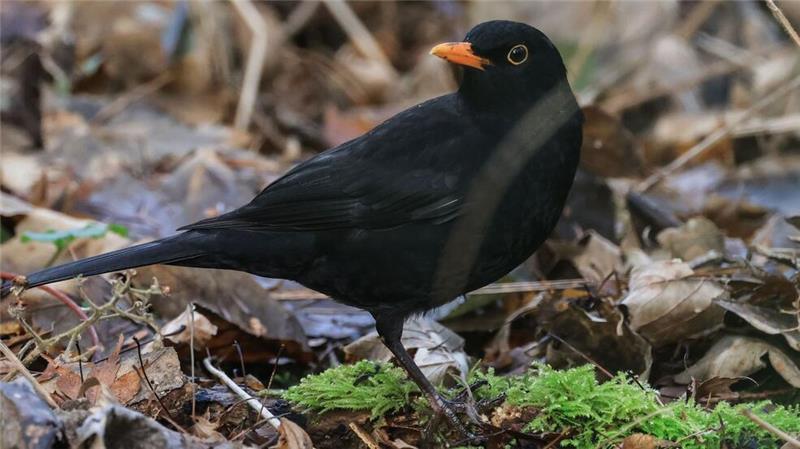 „Wintervögel“: Massensterben bei Amseln hat Folgen Die Amsel war bei der „Stunde der Wintervögel“ in diesem Jahr deutlich weniger zu sehen als noch im Vorjahr. (Archivbild)