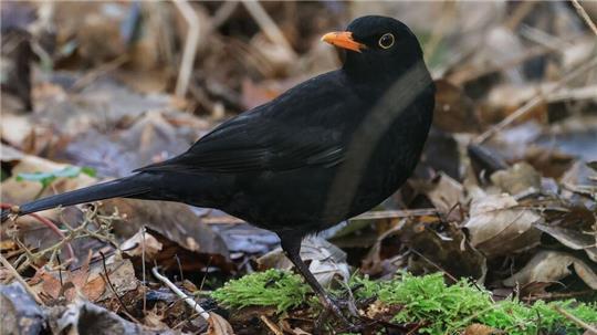 Die Amsel war bei der „Stunde der Wintervögel“ in diesem Jahr deutlich weniger zu sehen als noch im Vorjahr. (Archivbild)