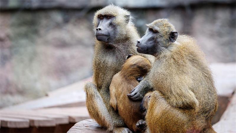 Die Anlage ist laut dem Tiergarten für 25 Paviane plus Jungtiere ausgelegt. Im Juli 2025 lebten dort mehr als 40 Affen. (Archivbild)