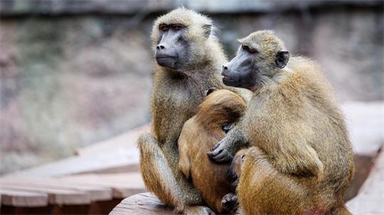 Die Anlage ist laut dem Tiergarten für 25 Paviane plus Jungtiere ausgelegt. Im Juli 2025 lebten dort mehr als 40 Affen. (Archivbild)