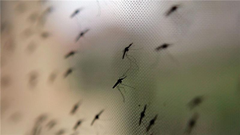 Weitere Stechmücke aus dem Süden erstmals in Deutschland Die Anopheles-Mücke umfasst weltweit sehr viele verschiedene Arten.