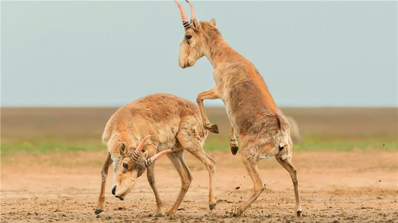 Drohende Käfer und kämpfende Antilopen Die Antilopen sind in der zentralasiatischen Steppe beheimatet.
