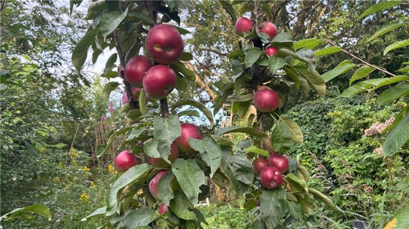 Die Apfelbäume in Birgit Lemmermanns Garten.