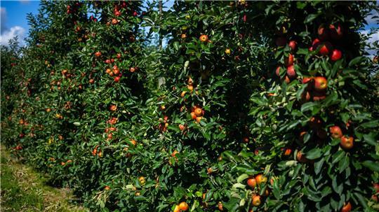 Die Apfelernte 2025 im Alten Land fällt reichhaltig aus.