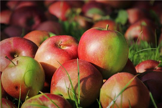 Die Apfelpreise seien angesichts steigender Produktionskosten viel zu niedrig, mahnen die Altländer Obstbauern. Foto: Julita / Pixabay