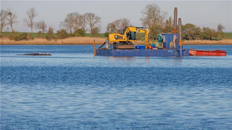 Die Arbeiten im Rahmen eines Rettungsversuchs für den Buckelwal vor Poel gehen weiter.