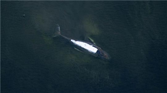 Die Arbeiten zur Befreiung des Wals kommen nach Angaben des Rettungsteams gut voran.