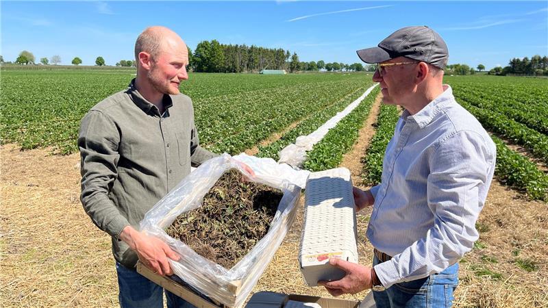 Die Arbeitskosten sind hoch - auch bei den Lieferanten von Pflanzmaterial und Verpackungen - unterstreichen die Obstbauern Jonas und Werner Cohrs (von links).