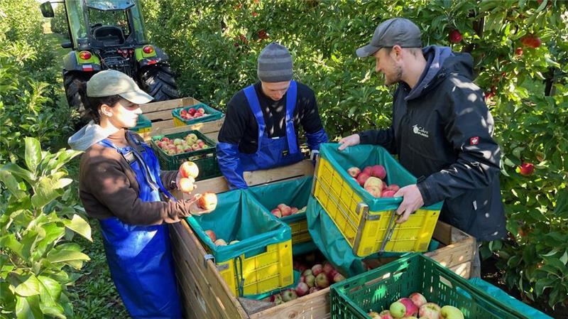 Die Arbeitskosten steigen, sie machen 40 Prozent der Produktionskosten beim Apfel aus.