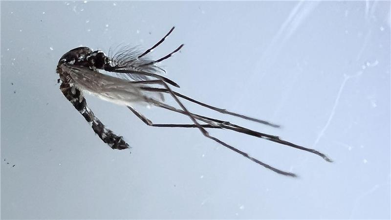 Gefährliche Tigermücke: Niedersächsisches Gesundheitsamt bittet um Mithilfe Die Asiatische Tigermücke kann unter anderem den Erreger des Denguefiebers übertragen.