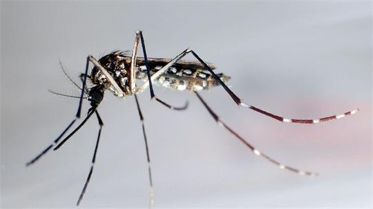Die Asiatische Tigermücke überträgt Krankheiten wie Dengue-Fieber, Gelbfieber und Zika-Fieber. (Symbolbild)