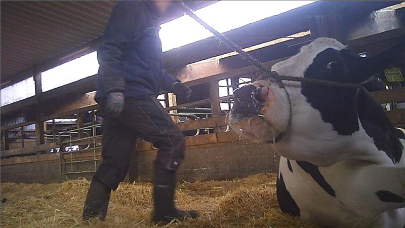 Schlacht-Skandal in Düdenbüttel: Wichtige Fragen sind noch offen Die Aufnahme zeigt ein Rind, das bei einem Landwirt verladen wurde. Oft wurde dabei brutale Gewalt eingesetzt. Foto: Soko Tierschutz