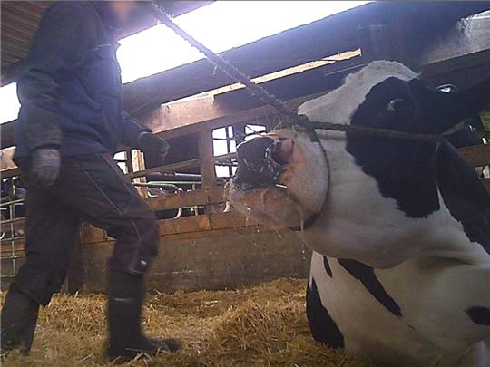 Die Aufnahme zeigt ein Rind, das bei einem Landwirt verladen wurde. Oft wurde dabei brutale Gewalt eingesetzt. Foto: Soko Tierschutz