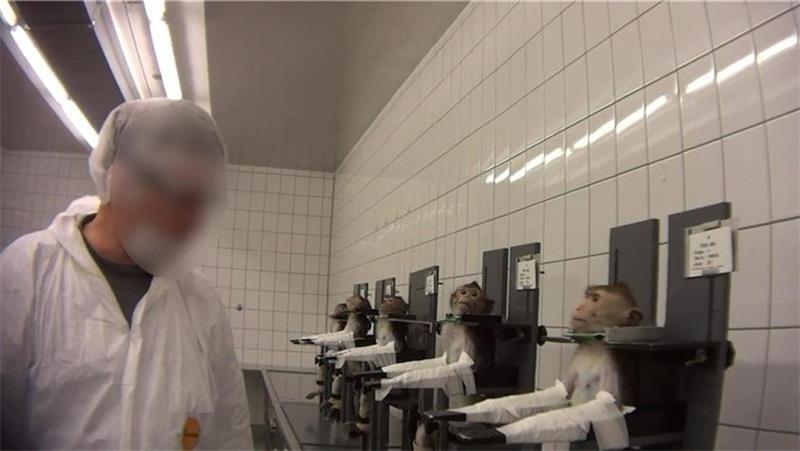 Rinder gequält, Hunde misshandelt: Tierschutz-Skandale im Kreis Stade Die Aufnahmen des Soko-Mannes im LPT in Mienenbüttel dokumentieren schreckliches Tierleid, aber auch Verstöße gegen genehmigte Versuchsabläufe.