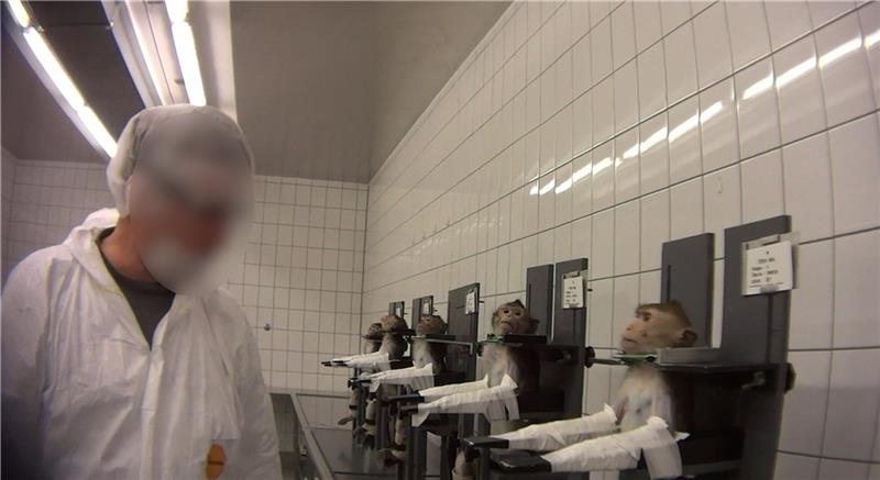 Die Aufnahmen des Soko-Mannes im LPT in Mienenbüttel dokumentieren schreckliches Tierleid, aber auch Verstöße gegen genehmigte Versuchsabläufe. Die Affen mit Klebeband an ihren Sitzen zu fixieren, war Aussagen der Behörden zufolge nicht zug