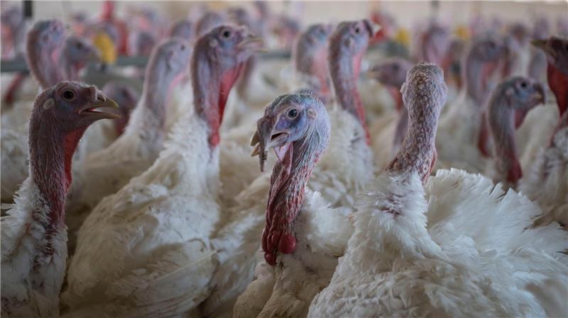 Die Aufstallungspflicht sollte eine Ausbreitung der Geflügelpest verhindern. (Symbolbild)