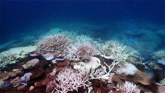 Die Aufwärmung der Meere führt unter anderem zum Absterben von Korallen, hier am Great Barrier Reef (Archivbild).