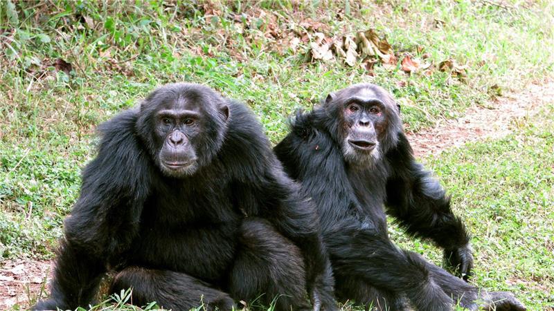 Die Auseinandersetzungen reichten Forschern zufolge bis zu tödlicher Gewalt.