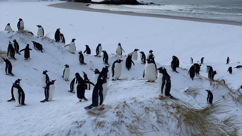 Vogelgrippe erreicht erstmals das antarktische Festland Die Auswirkungen der Vogelgrippe bei Pinguinen können sehr unterschiedlich sein.