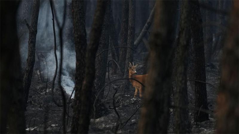 Die Auswirkungen der Waldbrände auf Fauna und Flora sind enorm.