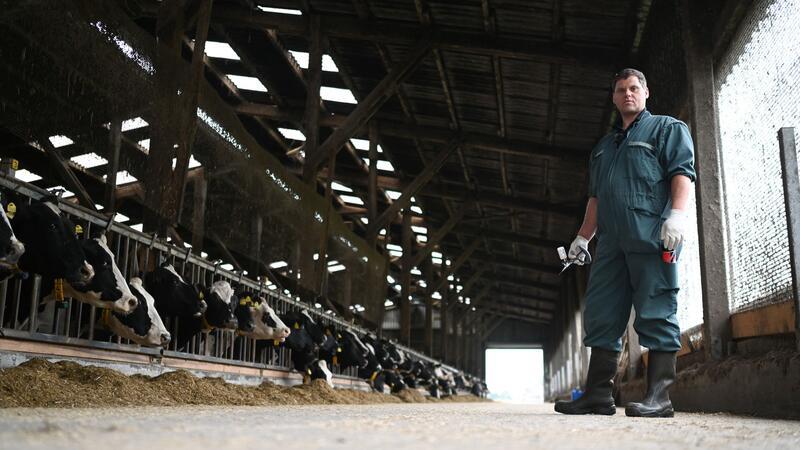 Die BTV-3-Viren werden durch blutsaugende Mücken aus der Gruppe Culicoides übertragen, sehr kleinen Mücken, die zu den Gnitzen gehören. (Archivbild)