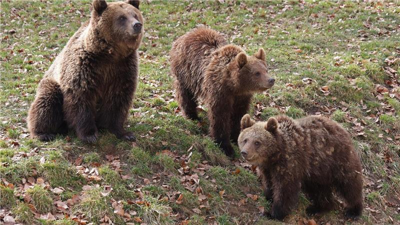 Die Bären im Tierpark in Thale haben ihre Höhle nach dem Winterschlaf verlassen und sind nun ganz interessiert an ihrer Umgebung. 