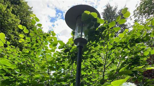 Die Bäume am Weg zwischen dem Torfweg und dem Bullenberg sind so groß geworden, dass sie die Höhe der Laternen erreicht haben.