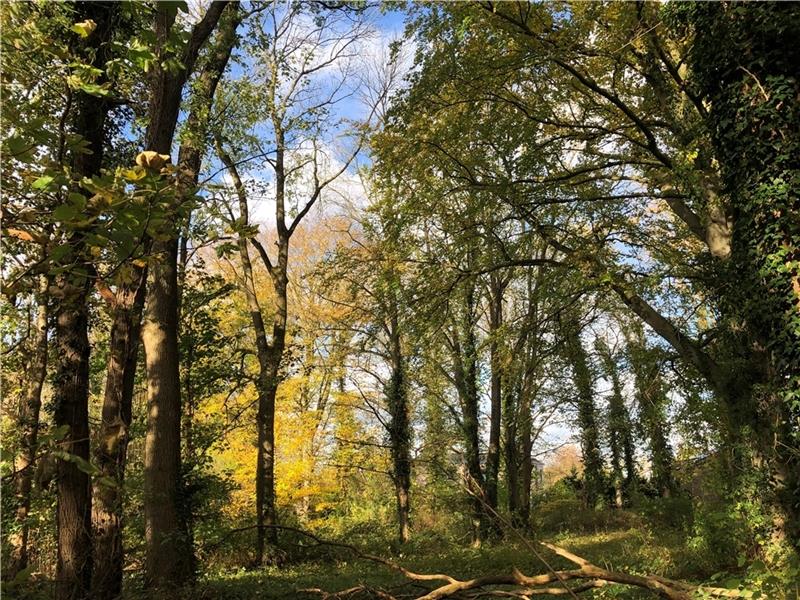 Die Bäume hinter dem Steinmetzpark müssten für den Bau des Einkaufszentrums Himmelpforten weichen. Dagegen zieht der Naturschutzverband Niedersachsen vor Gericht. Foto: Klempow