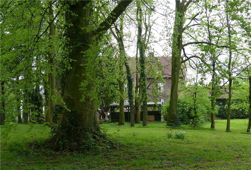 Die Bäume im Steinmetzpark Himmelpforten (hier die große Solitärbuche) sind 90 bis 200 Jahre alt. Eine Initiative will ihren Schutz. Fotos Eidtmann