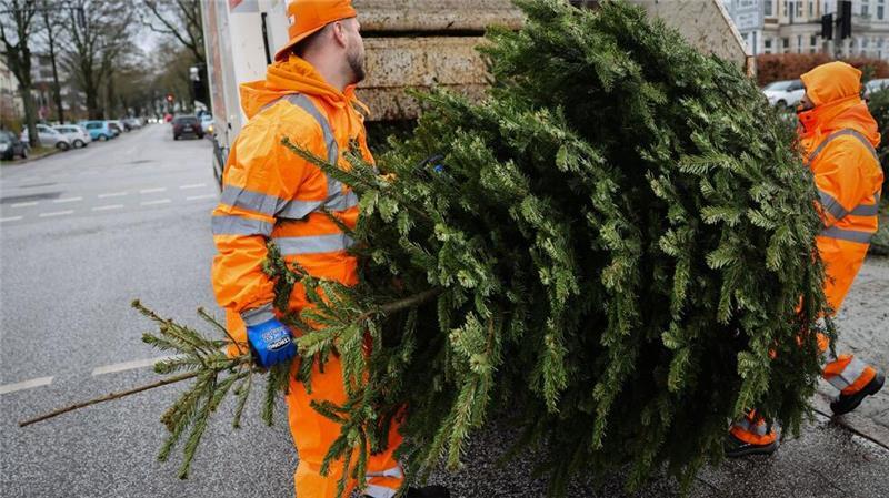 Stadtreinigung startet Abholaktion der Weihnachtsbäume Die Bäume werden noch bis zum 17. Januar eingesammelt.