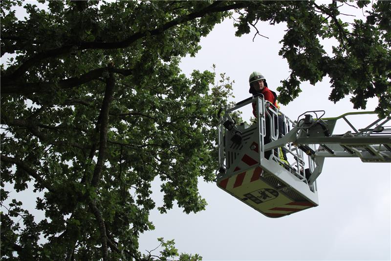 Die Bargstedter Feuerwehr hat mithilfe der Harsefelder Drehleiter Äste gekappt. Foto: Feuerwehr Bargstedt/Hans Peter Klensang