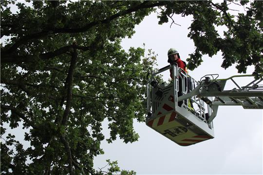 Die Bargstedter Feuerwehr hat mithilfe der Harsefelder Drehleiter Äste gekappt. Foto: Feuerwehr Bargstedt/Hans Peter Klensang