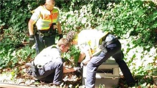 Die Beamten konnten eine Gans in Sicherheit bringen. (Symbolbild)