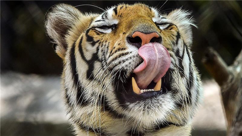 Unwetter in Mexiko: Freilaufender Tiger wurde gefunden Die Behörden hatten die Bevölkerung aufgerufen, sich sofort zu melden, sollte sie den Tiger sehen. (Archivbild)