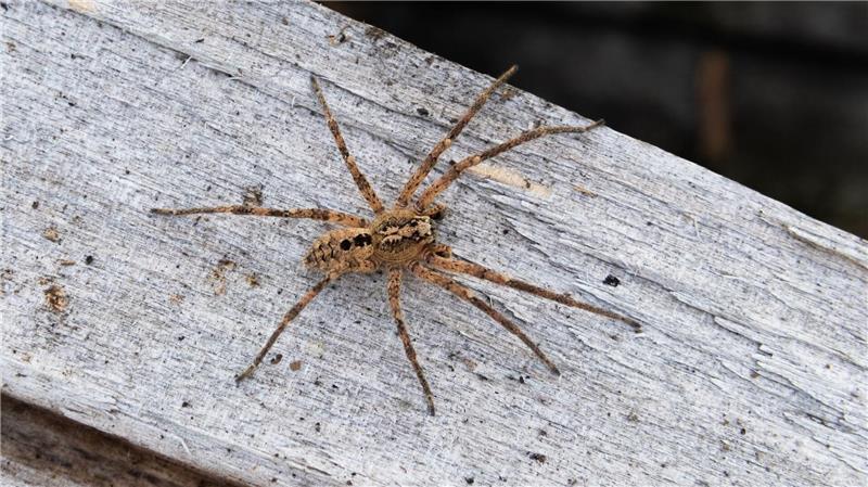 Die Beinspannweite der Nosferatu-Spinne kann bis zu fünf Zentimeter betragen.