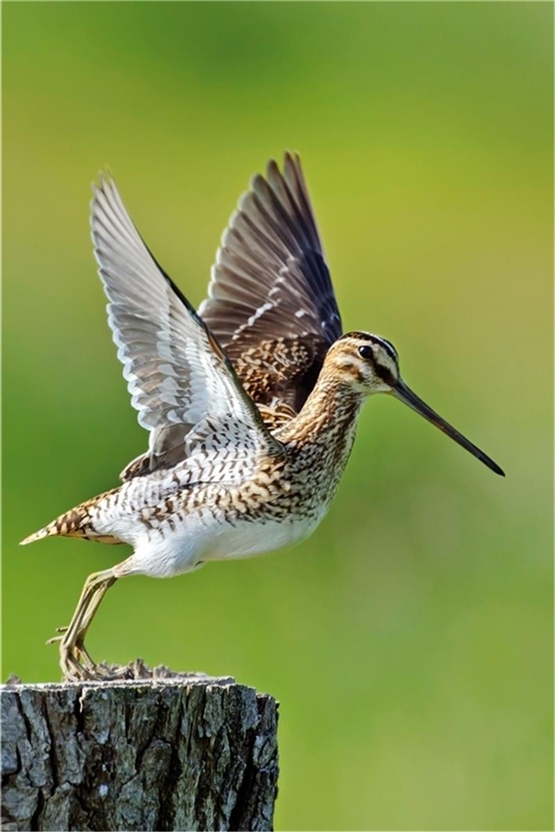 Die Bekassine fühlt sich wohl im Naturschutzgebiet Estetal. Foto: dpa