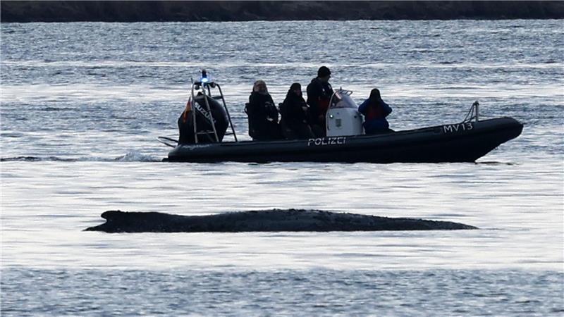 Die Bemühungen um den gestrandeten Wal gehen weiter.