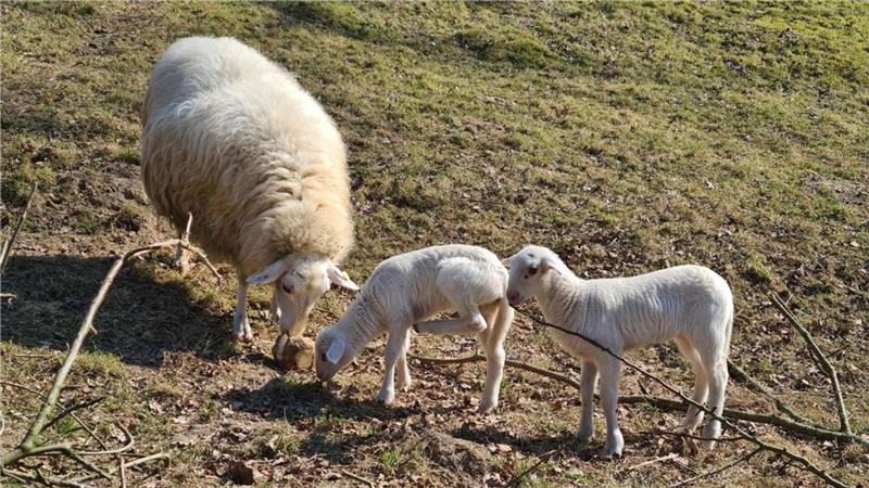 Ausflugstipps: Was Familien im Kreis Stade zu Ostern unternehmen können Die Bentheimer Landschafe und Lämmer können beim Ostervergnügen im Freilichtmuseum besucht werden.