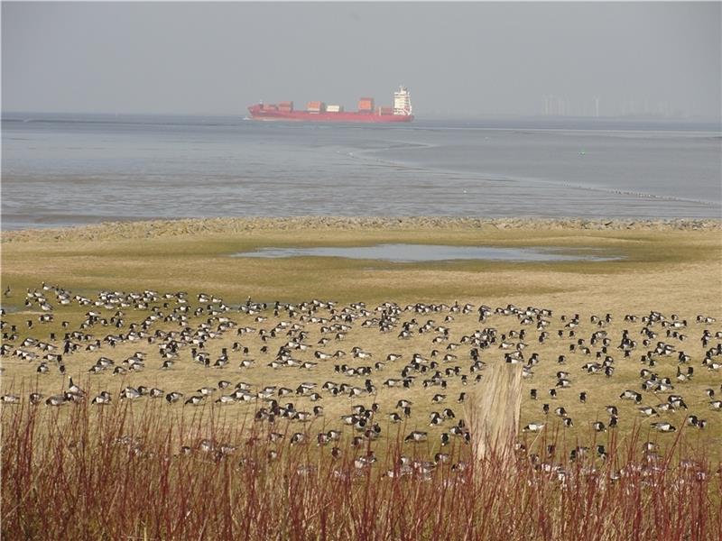 Zugvögel an der Ostemündung beobachten Die Beobachtungsstation des Natureum Niederelbe bietet einen weiten Blick über das Osteriff und rastende Zugvögel. Foto: Natureum
