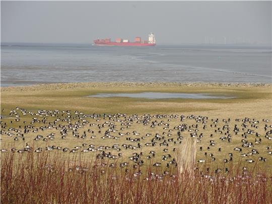 Die Beobachtungsstation des Natureum Niederelbe bietet einen weiten Blick über das Osteriff und rastende Zugvögel. Foto: Natureum