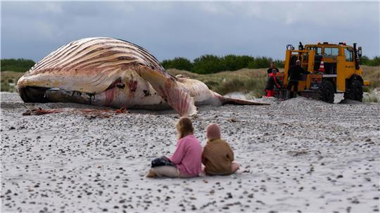 Die Bergung ist geschafft: Jetzt liegt der tote Buckelwal im Sand.