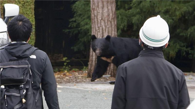 Die Berichte über Bärenangriffe schrecken inzwischen auch einige Touristen ab. (Archivbild) 