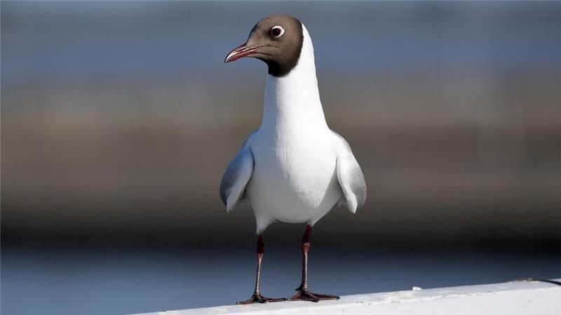 Lachmöwe ist „Seevogel des Jahres“ 2025 Die Bestände der Lachmöwe an den Küsten haben laut Experten seit den 1990er Jahren in Deutschland ebenso wie in den Niederlanden, Dänemark, Schweden, Finnland und Lettland sehr stark abgenommen.