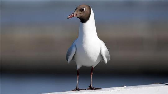 Die Bestände der Lachmöwe an den Küsten haben laut Experten seit den 1990er Jahren in Deutschland ebenso wie in den Niederlanden, Dänemark, Schweden, Finnland und Lettland sehr stark abgenommen. 