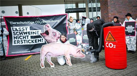 Die Betäubung von Schweinen durch das Gas CO2 ist umstritten - Tierschützer wollen gerichtlich prüfen lassen, ob das Verfahren erlaubt ist.