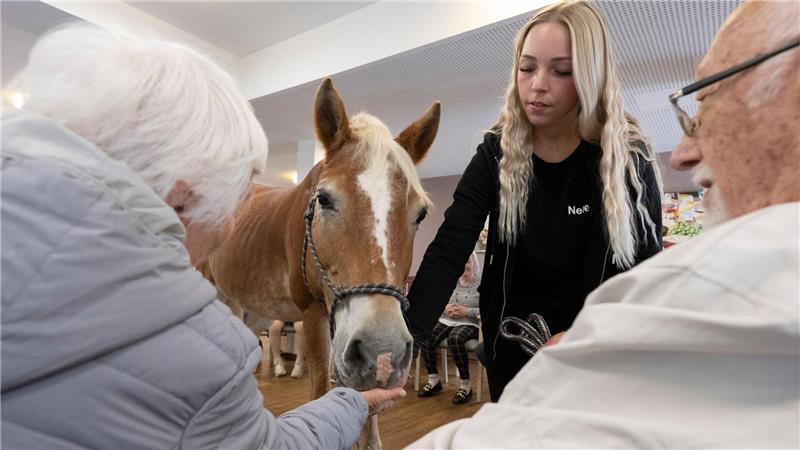 Kommt ein Pferd in den Speisesaal - Stute besucht Pflegeheim Die Bewohner können das Pferd füttern, streicheln und striegeln.