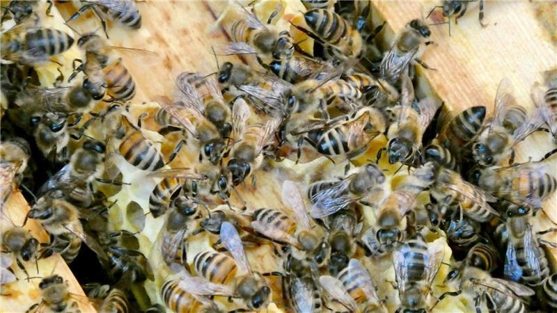 Nicht nur an Honig denken: Kritik am privaten Bienen-Boom Die Bienen sind immer in Bewegung. (Archivbild)