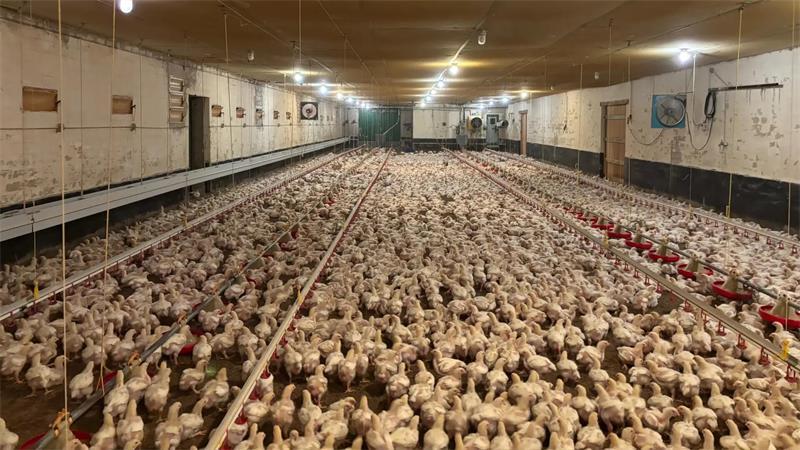 Tierquälerei-Vorwurf in Deinste: Auch Landkreis Stade stellt Strafanzeige Die Bilder aus dem Mastbetrieb stammen aus dem Februrar, Aninova habe sie im Juli erhalten. „Da zwischen dem mutmaßlichen Datum der Videoaufnahme und dem Zeitpunkt der Tierschutzanzeige durch Aninova mehr als ein halbes Jahr liegt, ist die Aufklärung der angezeigten tierschutzwidrigen Handlungen nicht einfach“, teilt das Amt Veterinärwesen und Verbraucherschutz mit.
