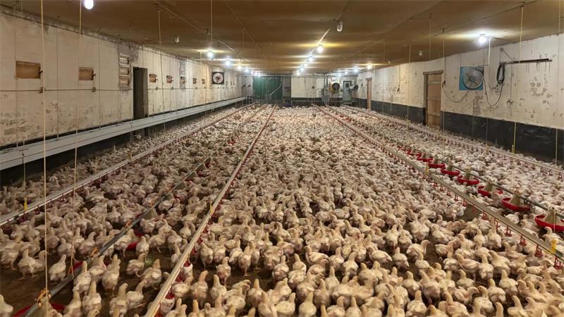 Tritte und tote Hühner: Das steckt hinter dem Tierquälerei-Vorwurf in Deinste Die Bilder aus dem Mastbetrieb stammen wohl aus dem Februar, Aninova habe sie im Juli erhalten. „Da zwischen dem mutmaßlichen Datum der Videoaufnahme und dem Zeitpunkt der Tierschutzanzeige durch Aninova mehr als ein halbes Jahr liegt, ist die Aufklärung der angezeigten tierschutzwidrigen Handlungen nicht einfach“, teilt das Veterinäramt mit.